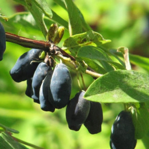 Жимолость «Рената»