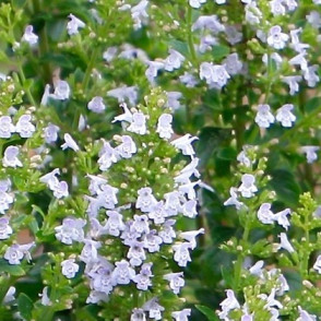 Каламинта «Марвелетт Блю»