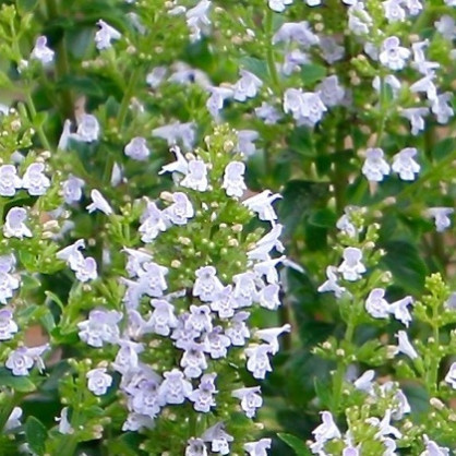 Каламинта «Марвелетт Блю»