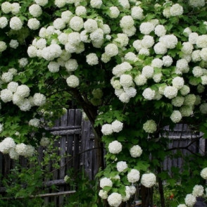 Калина Бульденеж