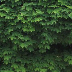 Клен «Глобоза»