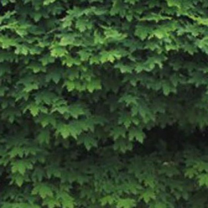 Клен «Глобоза»