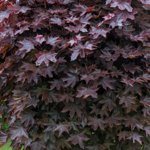 Клен «Роял Ред» на штамбе