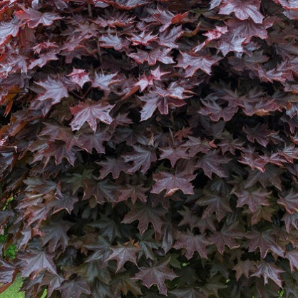 Клен «Роял Ред» на штамбе