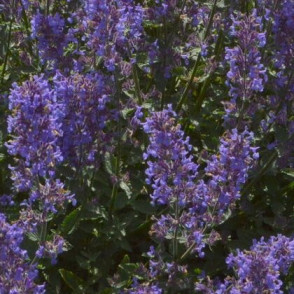 Котовник Фассена «Junior Walker»