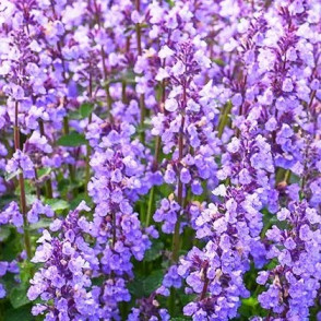 Котовник Фассена «Six Hills Giant»