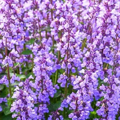 Котовник Фассена «Six Hills Giant»