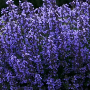 Котовник Фассена «Кит Кэт» (Kit Cat)