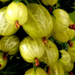 Крыжовник «Берилл»