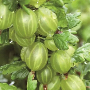 Крыжовник «Геркулес»