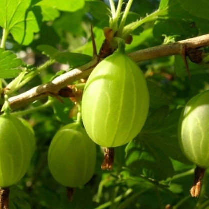 Крыжовник Гроссуляр