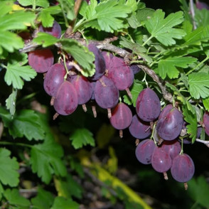 Крыжовник «Грушенька»