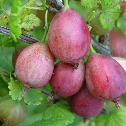 Крыжовник Каптиватор