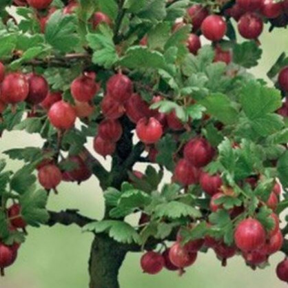 Крыжовник на штамбе