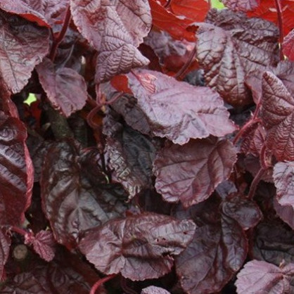 Лещина Ред Меджик