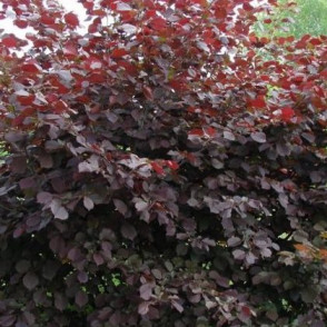 Лещина «Сирена»