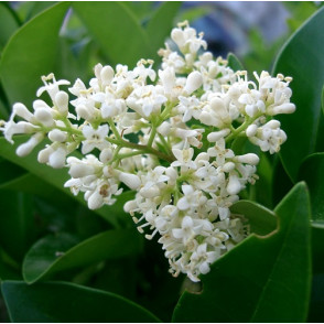 Лигуструм (бирючина)