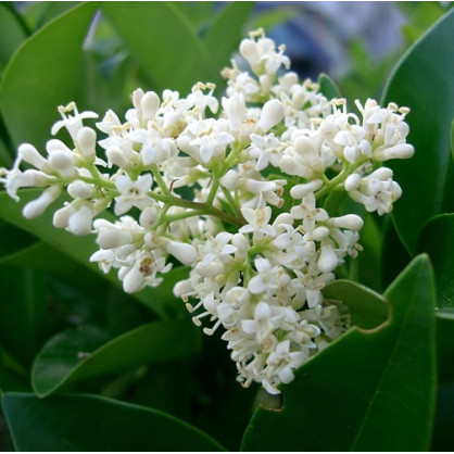 Лигуструм (бирючина)