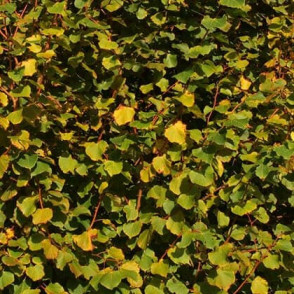 Липа «Винтер Оранж» (Winter Orange)