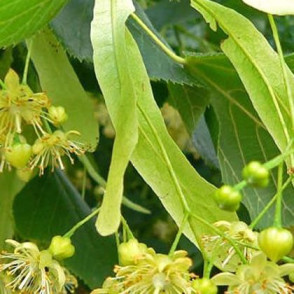 Липа Широколистная