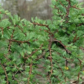 Лиственница «Литтл Богл» (Little Bogle)