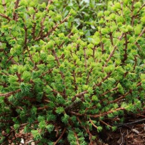 Лиственница «Ньюпорт» (Newport Beauty)