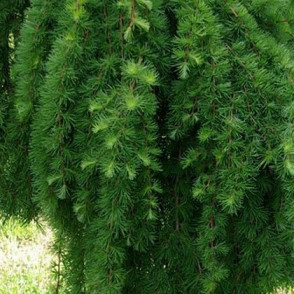 Лиственница Европейская (Larix decidua)