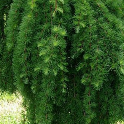 Лиственница Европейская (Larix decidua)