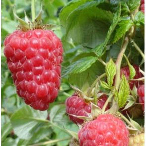 Малина ремонтантная «Красная Гвардия»