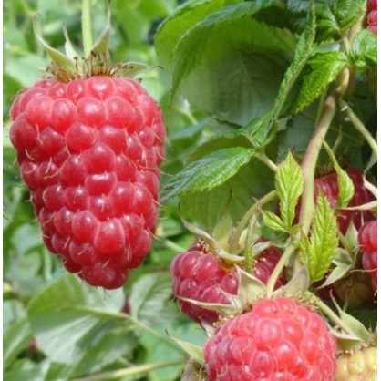 Малина ремонтантная «Красная Гвардия»