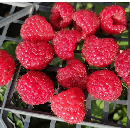 Малина ремонтантная «Яна»