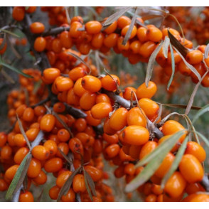 Облепиха Ботаническая