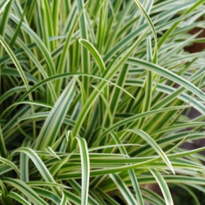 Осока «Морроу Вариегата»