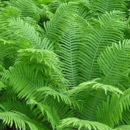 Папоротник «Страусник»