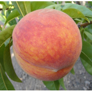 Персик «Кремлевский»