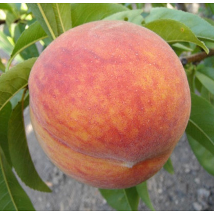 Персик «Кремлевский»