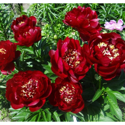 Пион «Байкай Белл»