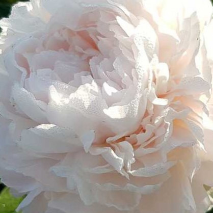 Пион «Глэдис Хатсон» (Gladis Hodson)