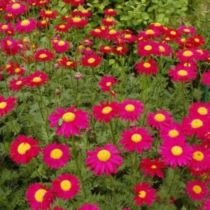 Пиретрум «Гиганты Робинсона»