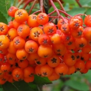 Рябина «Россика Майор» (Rossica Major)