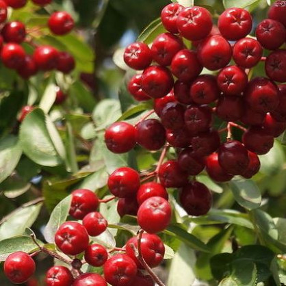 Рябина «Рубиновая»