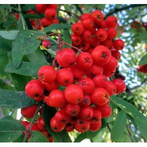 Рябина «Фастигиата» (Fastigiata)