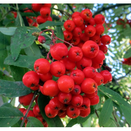 Рябина «Фастигиата» (Fastigiata)