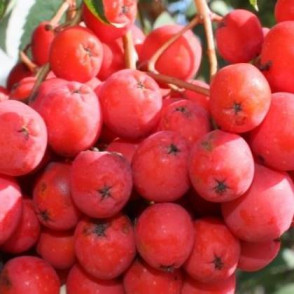 Рябина моравская (Moravica)