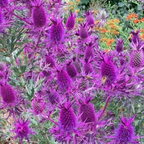 Синеголовник ливенфорта «Пурпурный блеск»