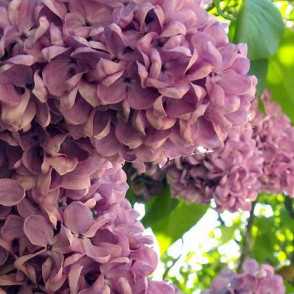 Сирень «40 лет ВЛКСМ» (Комсомола)