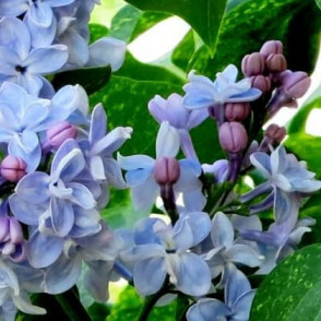 Сирень «Аукубафолия» (обыкновенная)