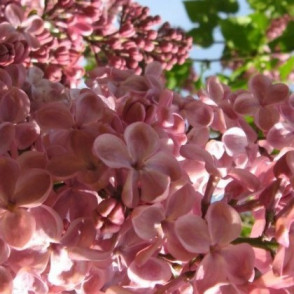 Сирень «Мулатка» (Mulatka)