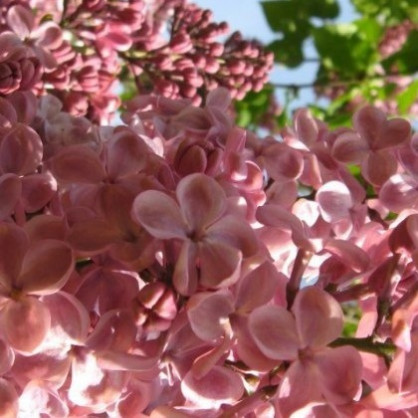 Сирень «Мулатка» (Mulatka)