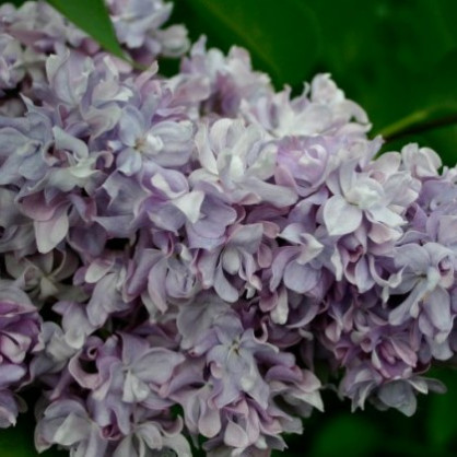 Сирень «Небо Москвы»